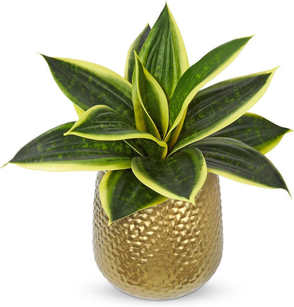 Artificial Snake Plants 9" Faux Agave Succulent Plant Potted in Black Pot Fake Sansevieria Aloe Tropical Plant for Desk Modern Office Home Bathroom Indoor Outdoor Decor