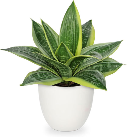 Artificial Snake Plants 9" Faux Agave Succulent Plant Potted in Black Pot Fake Sansevieria Aloe Tropical Plant for Desk Modern Office Home Bathroom Indoor Outdoor Decor