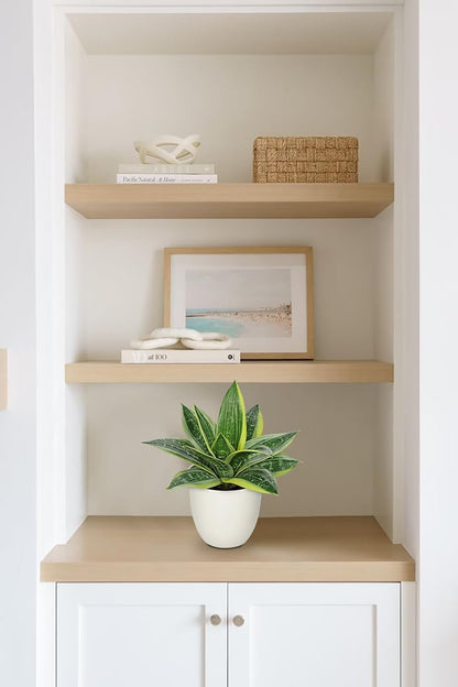Artificial Snake Plants 9" Faux Agave Succulent Plant Potted in Black Pot Fake Sansevieria Aloe Tropical Plant for Desk Modern Office Home Bathroom Indoor Outdoor Decor