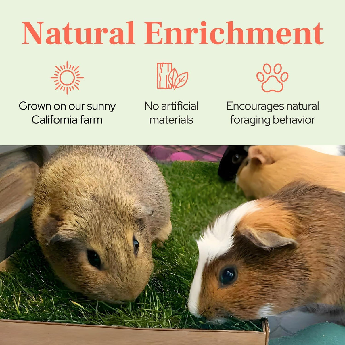 Guinea Pig Pee Pads, Fresh Grass Mat, Hamster Small Pet Bed 12x9