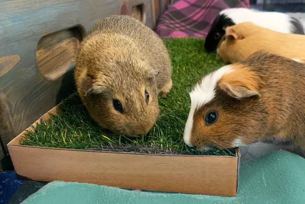 Guinea Pig Pee Pads, Fresh Grass Mat, Hamster Small Pet Bed 12x9