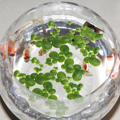 36Pcs Simulated Duckweed Floating Plants Aquarium Decor Plastic Artificial Water Plants Mini Fish Tank Accessories