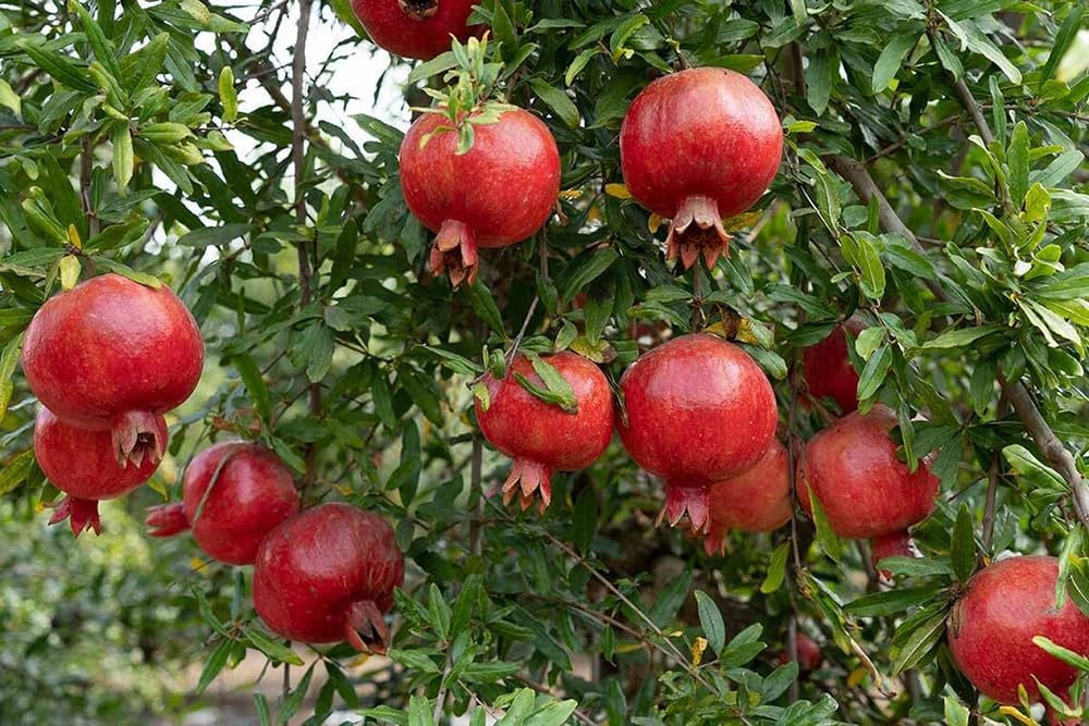 20+ Pomegranate Tree Seeds Fruit Red Flowers Garden Planting