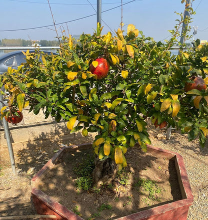 20+ Pomegranate Tree Seeds Fruit Red Flowers Garden Planting