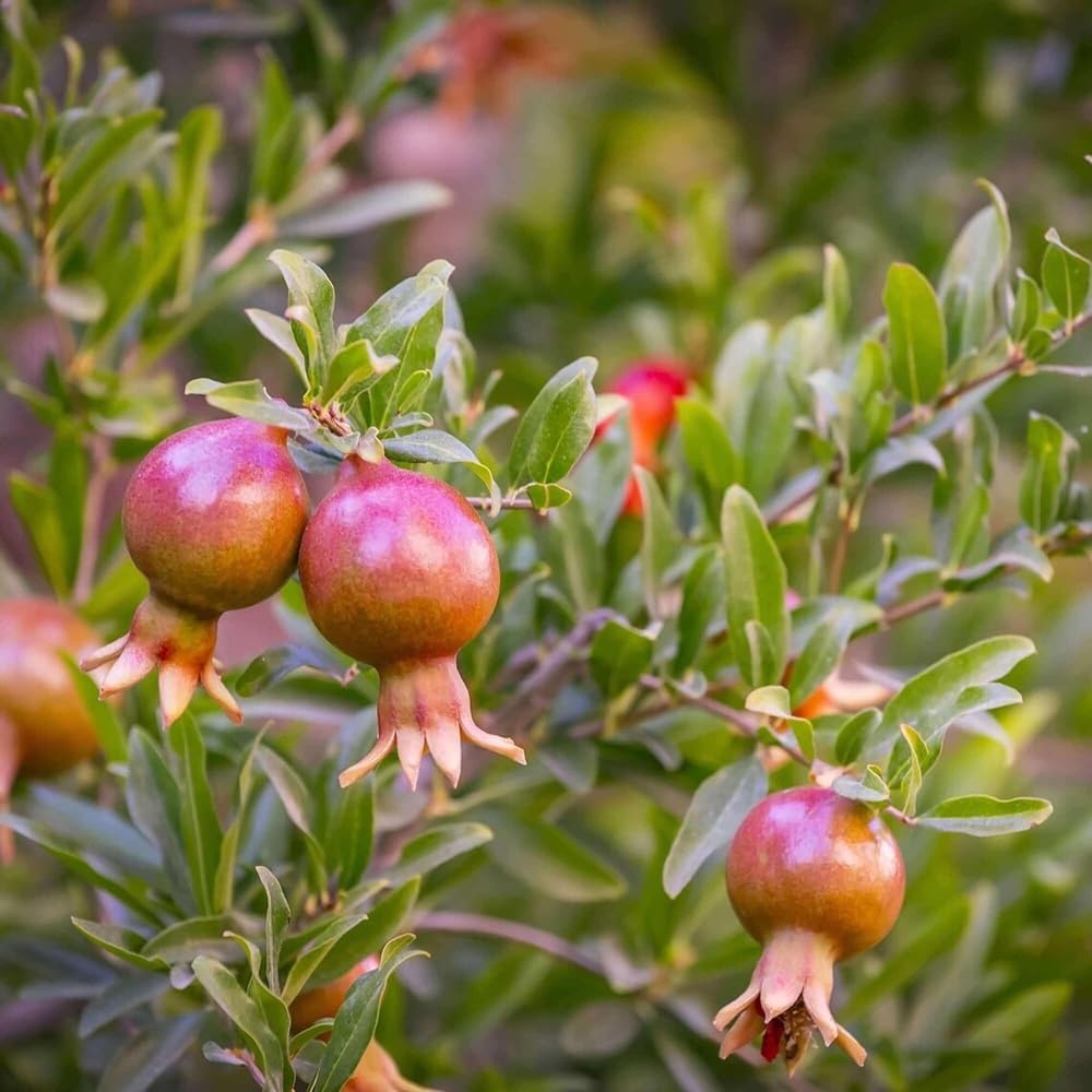 20+ Pomegranate Tree Seeds Fruit Red Flowers Garden Planting