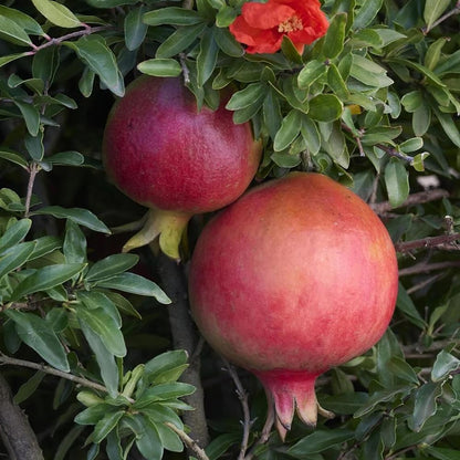 20+ Pomegranate Tree Seeds Fruit Red Flowers Garden Planting