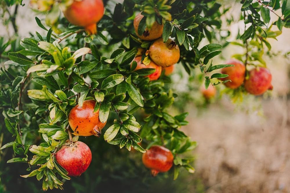 20+ Pomegranate Tree Seeds Fruit Red Flowers Garden Planting