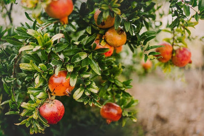 20+ Pomegranate Tree Seeds Fruit Red Flowers Garden Planting