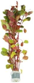 Live Aquarium Plants Variety Pack – Nursery’s Choice Easy Beginner 6-Bundle Package | Freshwater Tank Starter Kit, Hardy Low-Light Aquatic Plants