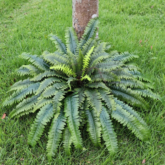 Artificial Ferns for Outdoors & Indoors, 51" Fake Fern Artificial Plants Large with 66 Fronds, 2 Packs Faux Ferns Greenery for Porch Windowsill Garden Planter Home Office Decor, Potted or Hanging