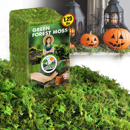 Green Forest Moss for Crafts, Real Dried Decorative Moss, 2 oz
