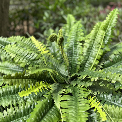 Artificial Ferns for Outdoors & Indoors, 45in Large Fake Ferns Plants with 55 Fronds & Fiddlehead - 2 Stems Looks Real Faux Fern Greenery for Porch Garden Home Office Decor