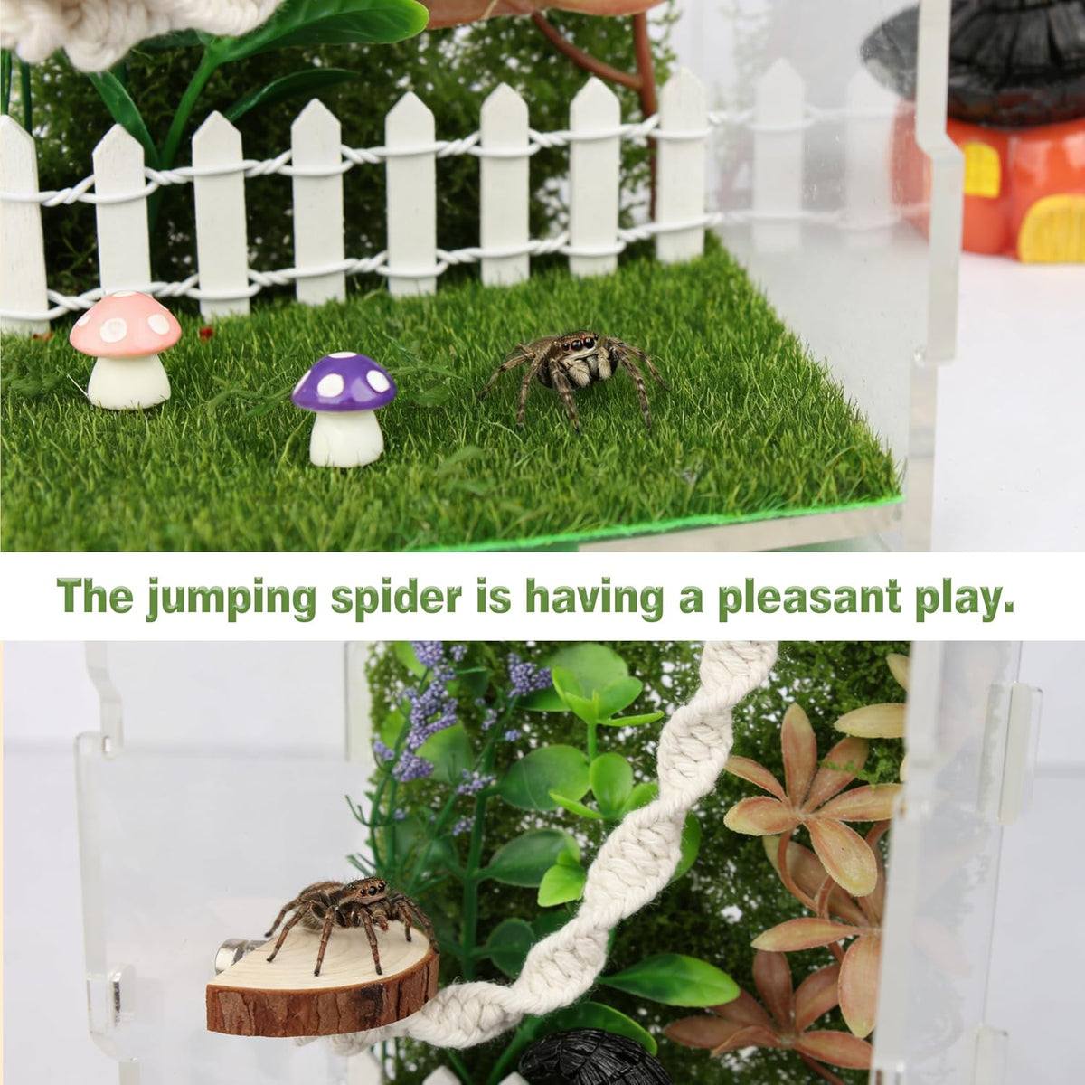 12Pcs Jumping Spider Enclosure Decor Kit - Natural Terrarium Accessories Set with Climbing Net, Moss, Mushroom Shelves, Water Feeder for Small Reptile Habitat Tarantula Gecko