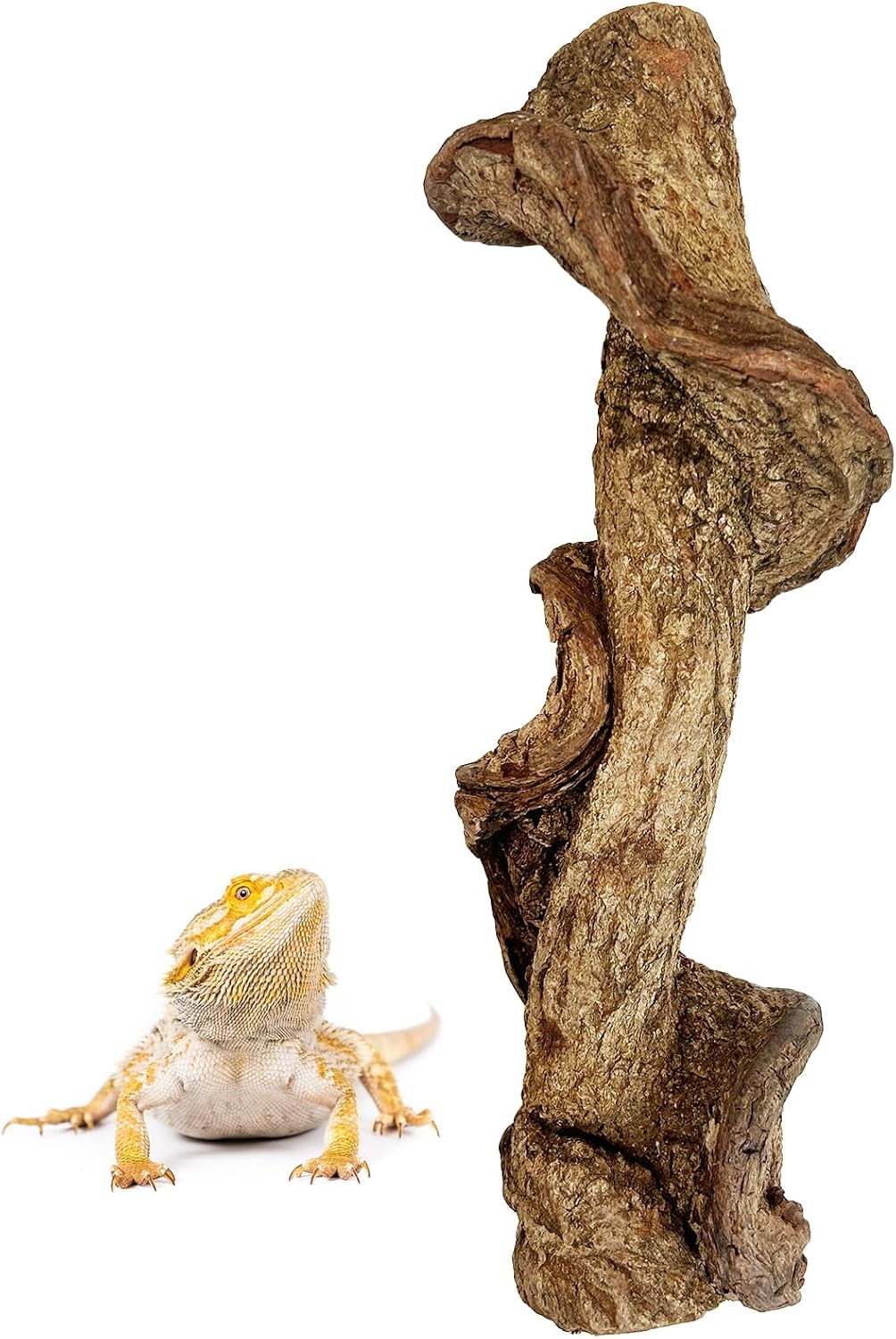 Reptile Branch Decor Snake Climbing Wood Branches Lizard Habitat Decorations Terrarium Natural Forest Tree Trunk Ornament for Bearded Dragon Geckos Chameleon Frog - S
