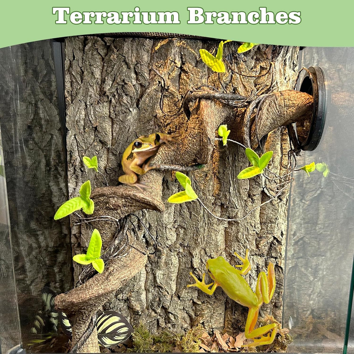 Reptile Branch Decor Snake Climbing Wood Branches Lizard Habitat Decorations Terrarium Natural Forest Tree Trunk Ornament for Bearded Dragon Geckos Chameleon Frog - S