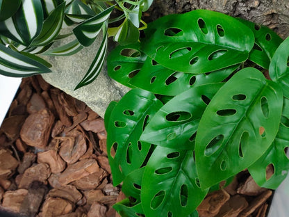Reptile Artificial Plants Terrarium Decor, Fake Desert Plants Bearded Dragon Tank Decorations Accessories fit Crested Gecko Leopard Lizard Chameleon Ball Python Snake Frog - Tillandsia