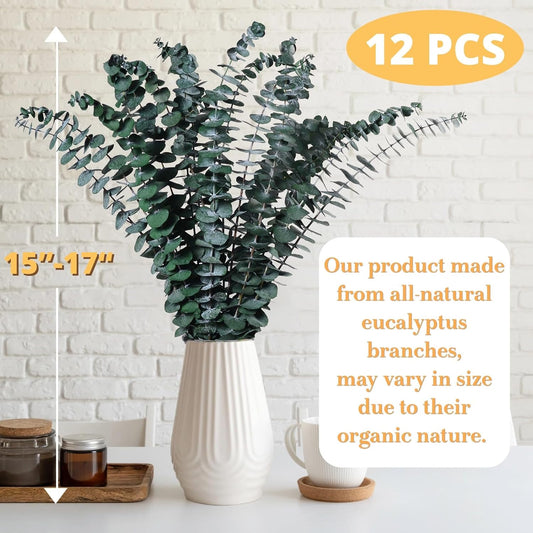 Dried Eucalyptus for Shower Hanging Real Preserved Eucalyptus Stems
