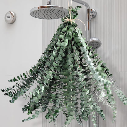 Dried Eucalyptus for Shower Hanging Real Preserved Eucalyptus Stems