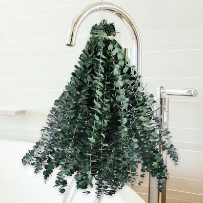 Dried Eucalyptus for Shower Hanging Real Preserved Eucalyptus Stems