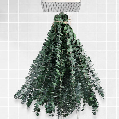 Dried Eucalyptus for Shower Hanging Real Preserved Eucalyptus Stems