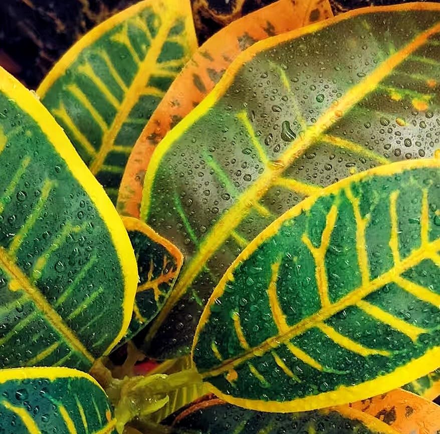 Reptile Plants Terrarium Decor,Reptile Tank Decorations | Artificial Leaves for Reptile Enclosure，Amphibian Habitat Decor with Base for Bearded Dragon Gecko Lizard Snake-Gradient