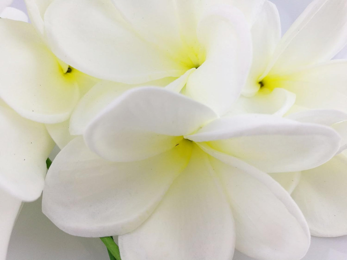 Bunch of 10 PU Real Touch Lifelike Artificial Plumeria Frangipani Flower Bouquets Fake Wedding Cake Home Party Decoration (White)