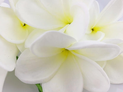 Bunch of 10 PU Real Touch Lifelike Artificial Plumeria Frangipani Flower Bouquets Fake Wedding Cake Home Party Decoration (White)