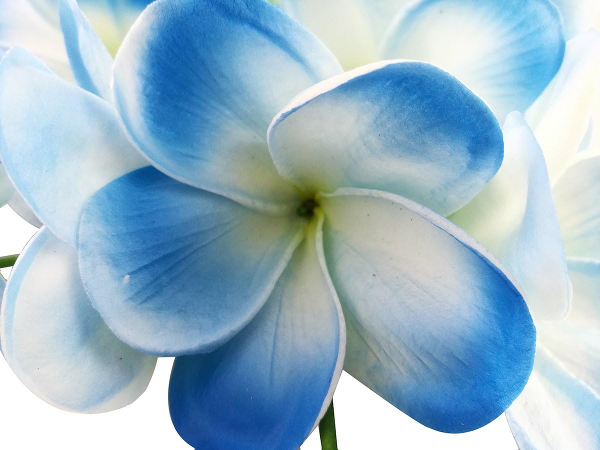 Bunch of 10 PU Real Touch Lifelike Artificial Plumeria Frangipani Flower Bouquets Fake Wedding Cake Home Party Decoration (White)