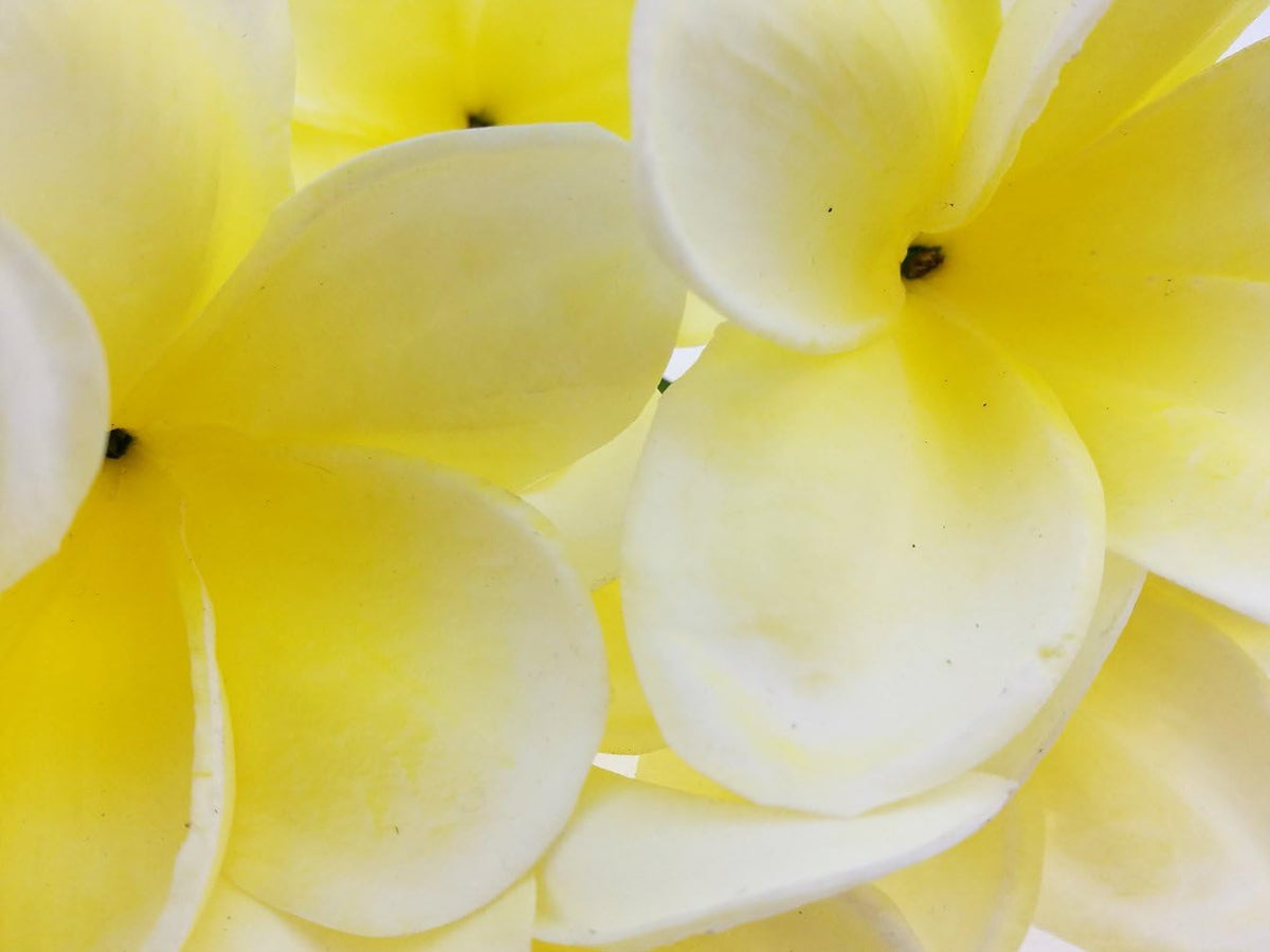 Bunch of 10 PU Real Touch Lifelike Artificial Plumeria Frangipani Flower Bouquets Fake Wedding Cake Home Party Decoration (White)