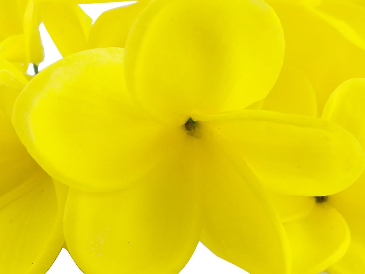 Bunch of 10 PU Real Touch Lifelike Artificial Plumeria Frangipani Flower Bouquets Fake Wedding Cake Home Party Decoration (White)