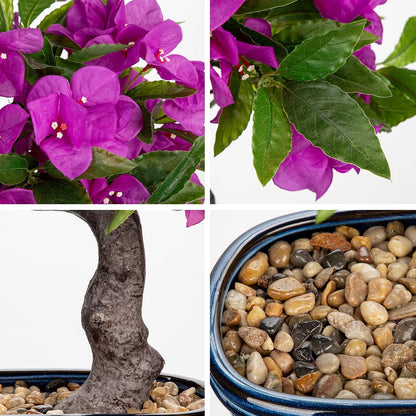 Artificial Bougainvillea Bonsai Tree 18.5" Silk Bougainvillea Plant with Blue Pot Fake Bougainvillea Floral Tree for Home Office Room Desk Shelf Zen Décor(Purple)