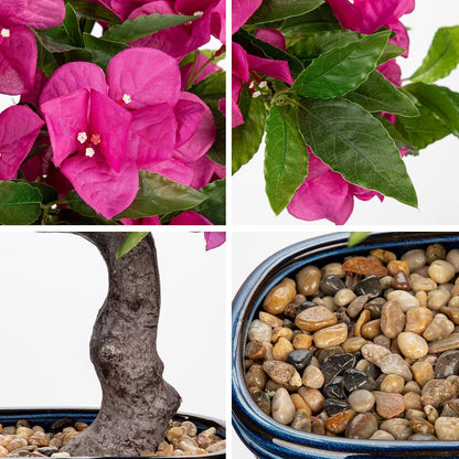 Artificial Bougainvillea Bonsai Tree 18.5" Silk Bougainvillea Plant with Blue Pot Fake Bougainvillea Floral Tree for Home Office Room Desk Shelf Zen Décor(Purple)