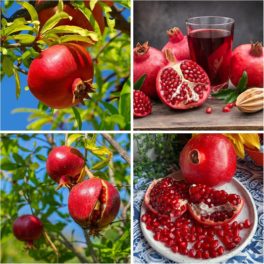 30+ Pomegranate Seeds for Planting Heirloom & Non-GMO Pomegranate Fruit Tree Seeds Sweet Juicy Fruits Low Maintenance Outdoor Garden