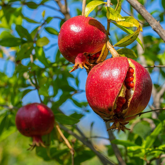 30+ Pomegranate Seeds for Planting Heirloom & Non-GMO Pomegranate Fruit Tree Seeds Sweet Juicy Fruits Low Maintenance Outdoor Garden