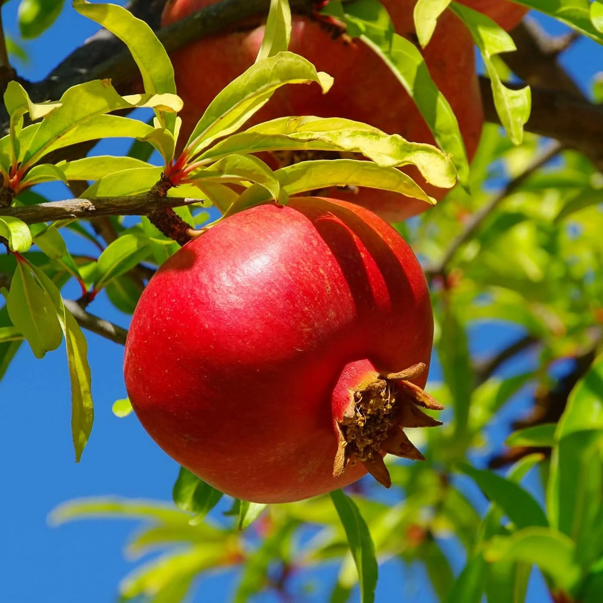 30+ Pomegranate Seeds for Planting Heirloom & Non-GMO Pomegranate Fruit Tree Seeds Sweet Juicy Fruits Low Maintenance Outdoor Garden