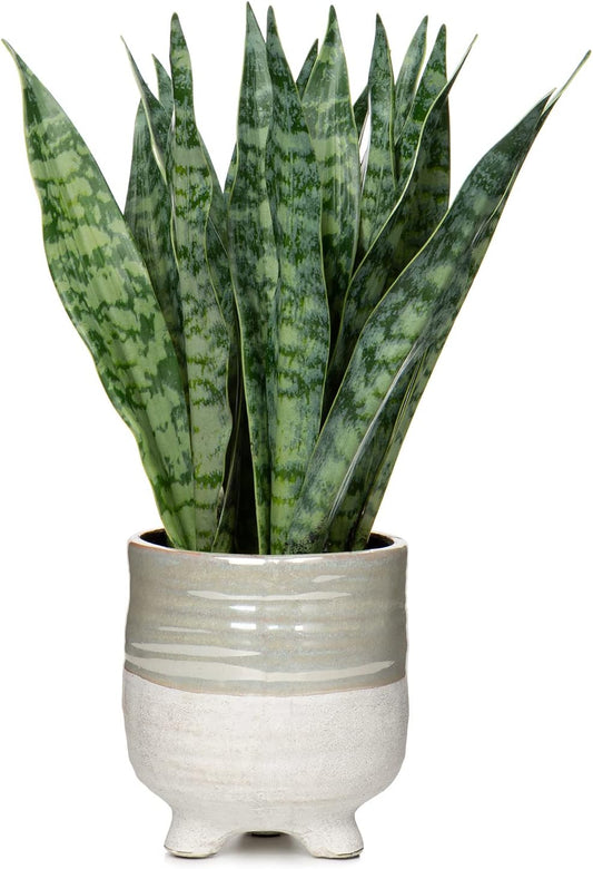 Artificial Snake Plant Potted Faux Sansevieria Trifasciata Plants, 16.5" Tropical Fake Snake Plants in White Pots for Home Office Room Indoor Decor Housewarming Gifts