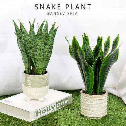 Artificial Snake Plant Potted Faux Sansevieria Trifasciata Plants, 16.5" Tropical Fake Snake Plants in White Pots for Home Office Room Indoor Decor Housewarming Gifts
