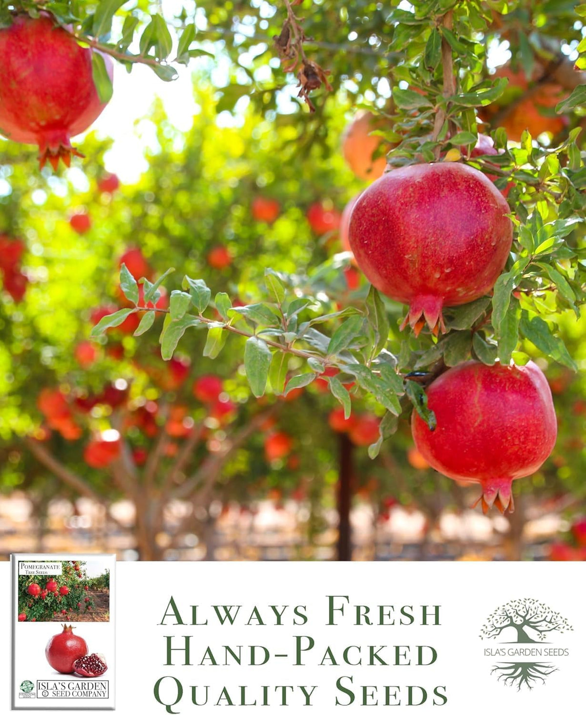 Pomegranate Tree Seeds (Punica granatum) – 30+ Non-GMO Fruit Tree Seeds for Planting, Beautiful Ornamental Tree with Sweet Edible Fruit, by Isla’s Garden Seeds, Gift Idea