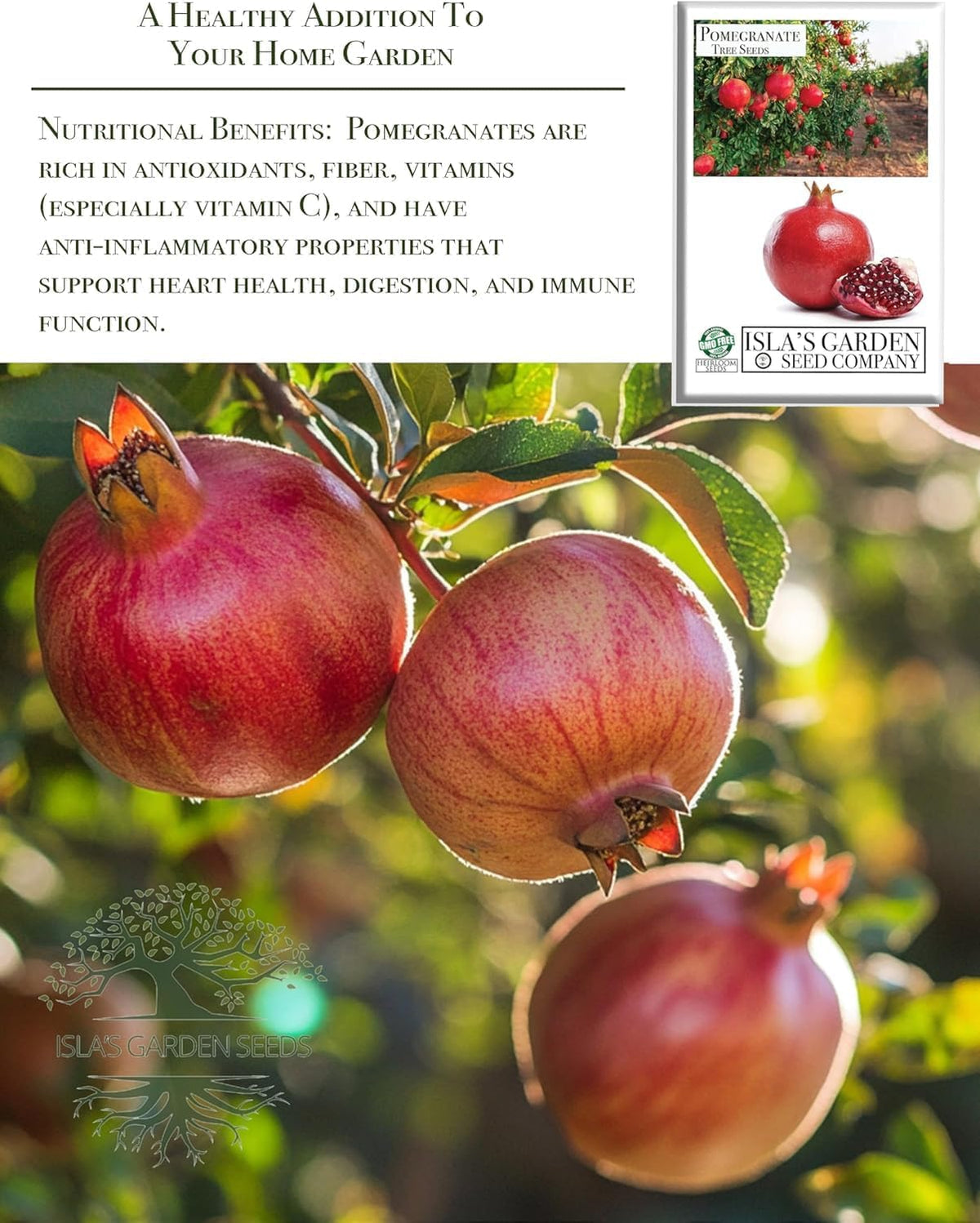 Pomegranate Tree Seeds (Punica granatum) – 30+ Non-GMO Fruit Tree Seeds for Planting, Beautiful Ornamental Tree with Sweet Edible Fruit, by Isla’s Garden Seeds, Gift Idea