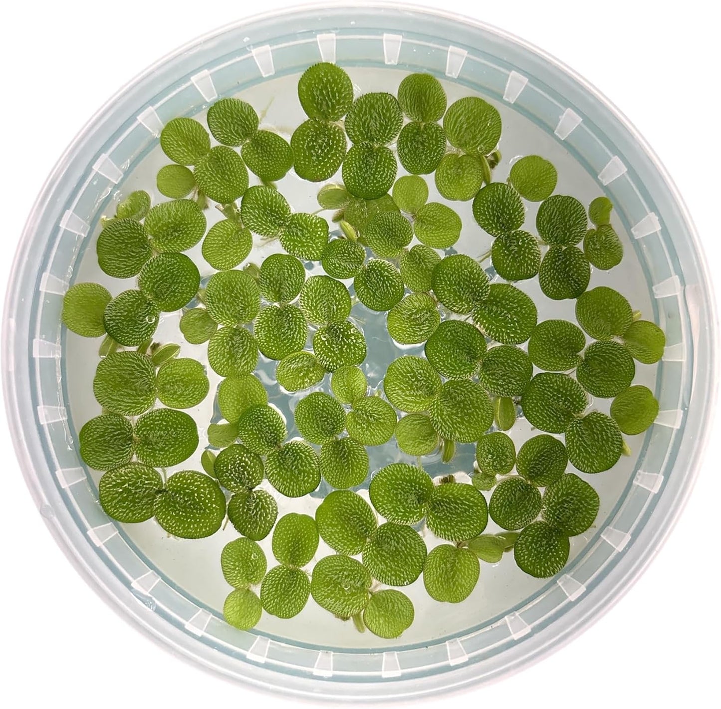 60+ Leaves Water Spangles - Salvinia Minima Floating Live Aquarium Plants