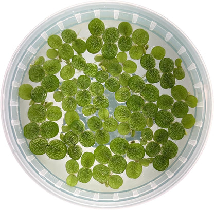 60+ Leaves Water Spangles - Salvinia Minima Floating Live Aquarium Plants