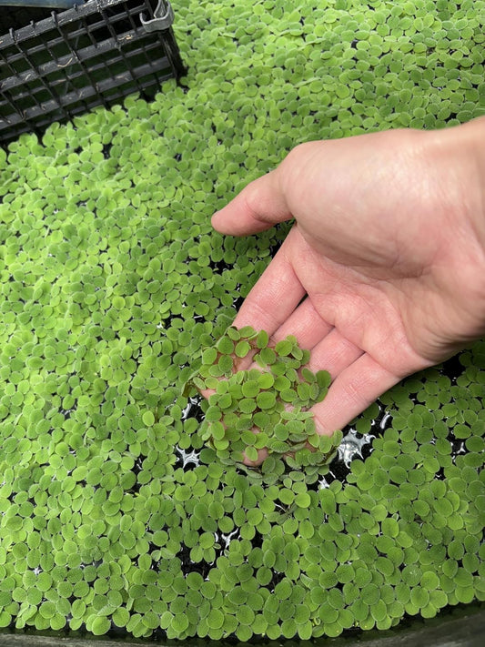60+ Leaves Water Spangles - Salvinia Minima Floating Live Aquarium Plants