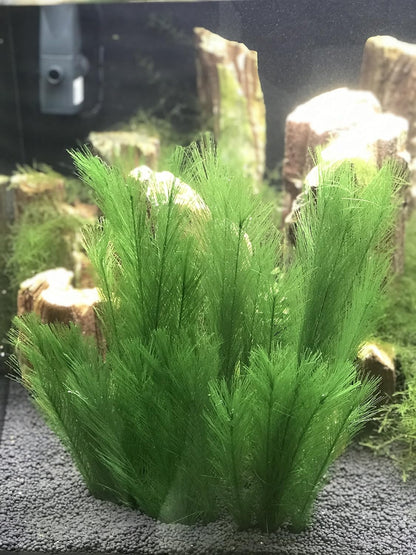 Aquarium Decorations 3Pcs Fish Tank Artificial Green Water Plants Made of Silk Fabrics Plastic