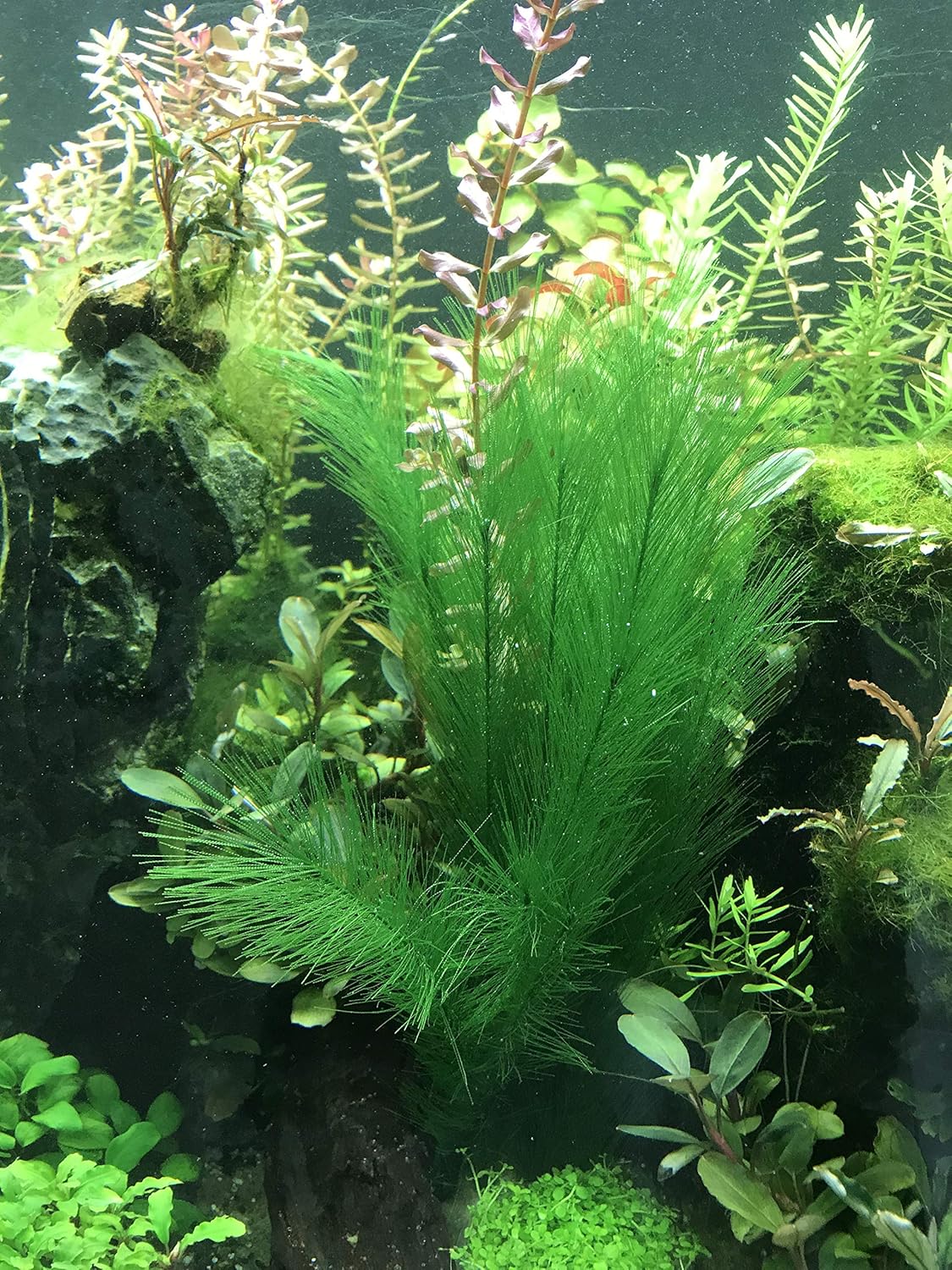 Aquarium Decorations 3Pcs Fish Tank Artificial Green Water Plants Made of Silk Fabrics Plastic