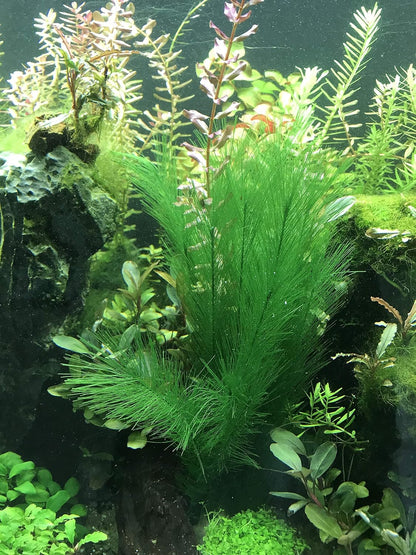 Aquarium Decorations 3Pcs Fish Tank Artificial Green Water Plants Made of Silk Fabrics Plastic