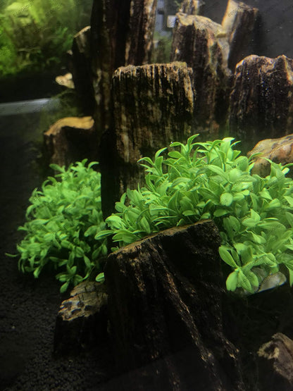 Aquarium Decorations 3Pcs Fish Tank Artificial Green Water Plants Made of Silk Fabrics Plastic