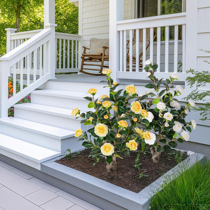 63 inch Artificial Camellia Tree with White Flower Pots -2 Pack White Fake Tree,5 Ft Faux Plants Indoor wich Blooming,Artificial Plants for Indoor & Outdoor Home Front Door Decor