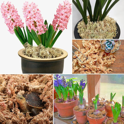 4 qt Sphagnum Moss for Indoor Plants, Natural Dried Long Fiber Moss for Orchid Repotting, Carnivorous Plants, Succulents, Monstera, Flower & Reptile Terrariums Habitats (3 oz)