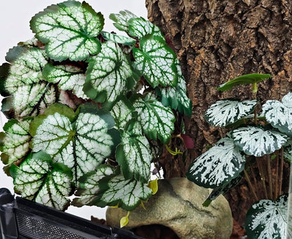 Reptile Plants, Terrarium Hanging Plant Vines, Artificial Leaves with Suction Cup, Bearded Dragon Tank Accessories for Gecko Lizard Snake Frog Tortoise Decorations - Alocasia Velvet