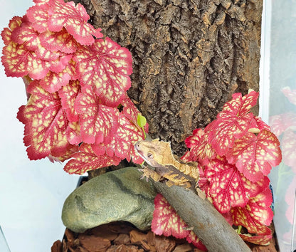 Reptile Plants, Terrarium Hanging Plant Vines, Artificial Leaves with Suction Cup, Bearded Dragon Tank Accessories for Gecko Lizard Snake Frog Tortoise Decorations - Alocasia Velvet